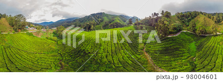BANNER Amazing landscape view of tea plantation in sunset, sunrise time. Nature background with blue sky and foggy, long format BANNER Amazing landscape view of tea plantation in sunset, sunrise time. Nature background with blue sky and foggy, long format 98004601