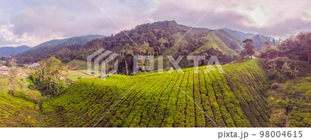 BANNER Amazing landscape view of tea plantation in sunset, sunrise time. Nature background with blue sky and foggy, long format 98004615