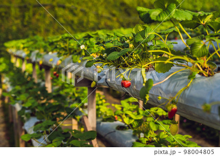 fresh organic strawberries growing on the farm 98004805