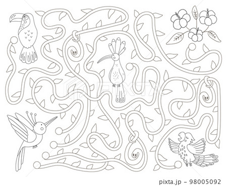 Tropical black and white maze for children. Preschool exotic activity. Funny jungle puzzle with cute parrot, hoopoe and toucan. Help the bird get to the flowers game. Fun coloring page for kids 98005092