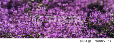 Lavender flowers at sunlight in a soft focus, pastel colors and blur background BANNER long format 98005173