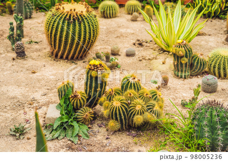 Cactus , succulents in the ground in the park 98005236