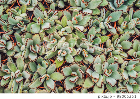 Cactus background pattern. Small cacti in pots 98005251