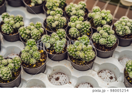 Cactus background pattern. Small cacti in pots 98005254