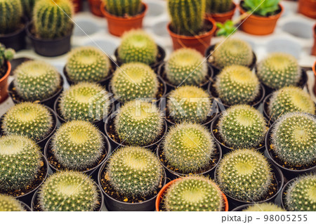 Cactus background pattern. Small cacti in pots 98005255