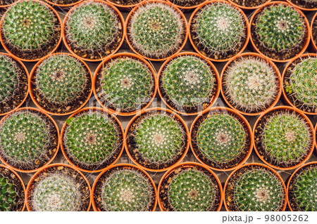 Cactus background pattern. Small cacti in pots 98005262