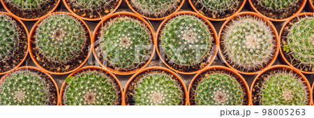 Cactus background pattern. Small cacti in pots BANNER long format 98005263