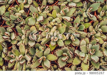 Cactus background pattern. Small cacti in pots 98005267