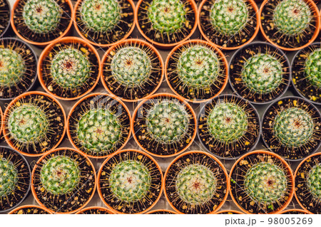 Cactus background pattern. Small cacti in pots 98005269