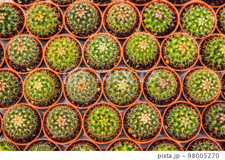 Cactus background pattern. Small cacti in pots 98005270