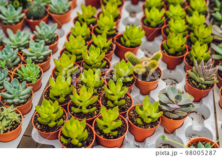 Cactus background pattern. Small cacti in pots 98005287