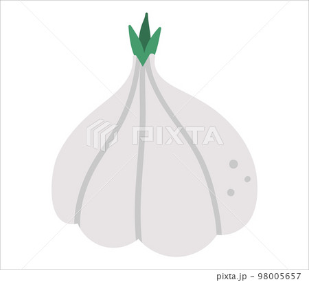 Vector garlic on white background. Healthy food icon. Vegetable illustration. Flat hand drawn organic nutrition clipart. Vector garlic on white background. Healthy food icon. Vegetable illustration. Flat hand drawn organic nutrition clipart. 98005657