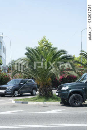 A lush palm tree on the lawn of a highway. A lush palm tree on the lawn of a highway. 98005786