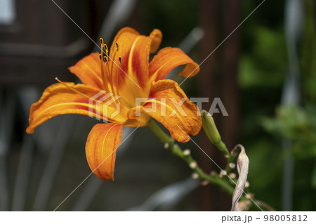 An orange flower with long stamens against a background of green bushes. 98005812