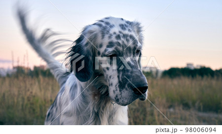 English setter close-up. Adult English Setter on a walk 98006094