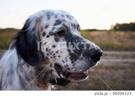 Head of an English Setter close-up. Portrait of an English Setter on the background of nature 98006323