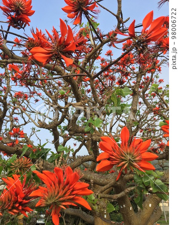 デイゴの花 98006722