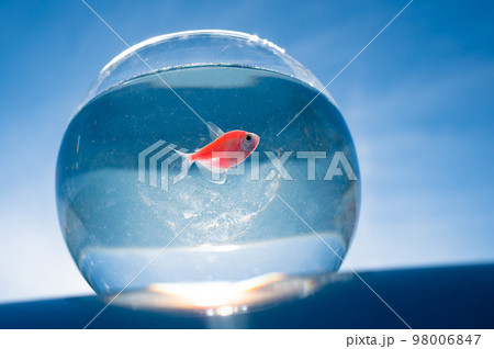 A goldfish swims in a round aquarium against a blue sky. A goldfish swims in a round aquarium against a blue sky. 98006847