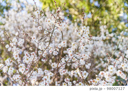 白梅の花 98007127