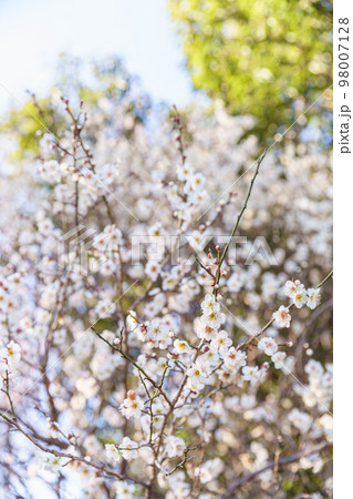 白梅の花 白梅の花 98007128