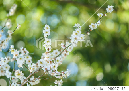 白梅の花 白梅の花 98007135