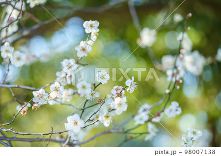 白梅の花 白梅の花 98007138