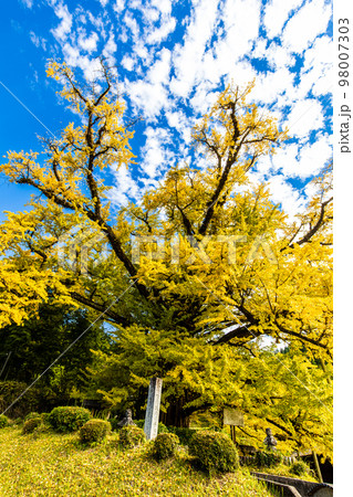下城の大イチョウの紅葉　【熊本県阿蘇郡小国町】 98007303