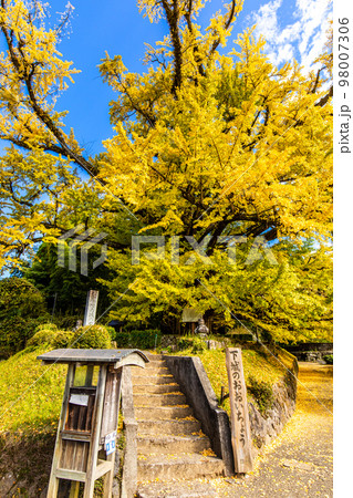 下城の大イチョウの紅葉　【熊本県阿蘇郡小国町】 98007306