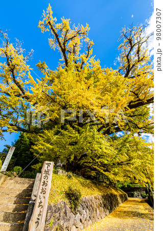 下城の大イチョウの紅葉　【熊本県阿蘇郡小国町】 98007307