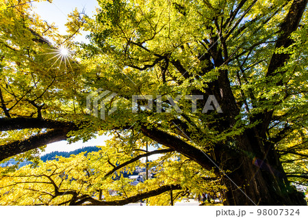 下城の大イチョウの紅葉　【熊本県阿蘇郡小国町】 98007324
