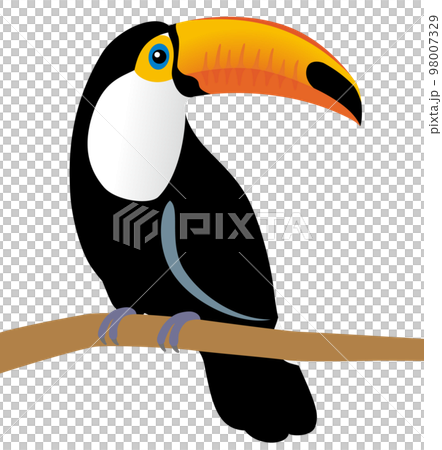 托哥巨嘴鳥 托哥巨嘴鳥 98007329