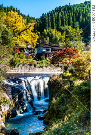 下城の大イチョウと鍋釜滝の紅葉　【熊本県阿蘇郡小国町】 98007382