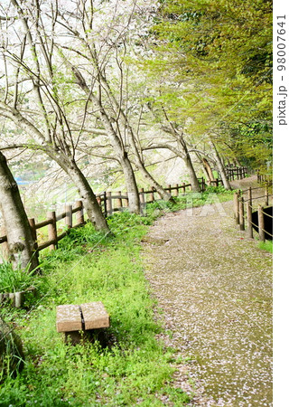 地面に舞い散る桜の花びらの遊歩道 98007641
