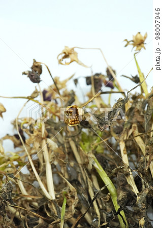 枯れたパンジー、ビオラ04 98007946