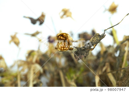 枯れたパンジー、ビオラ05 98007947