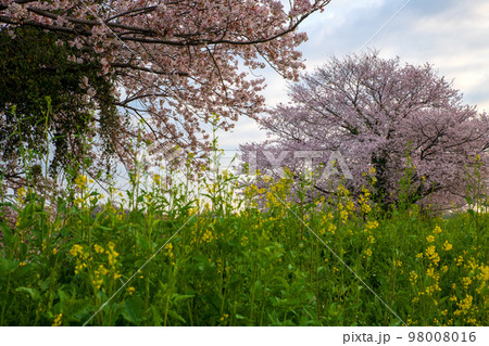 梅ノ木古凍貯水池周囲の桜　春の風景　川島町　　 98008016