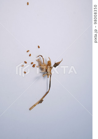 パンジー、ビオラの種10 98008350