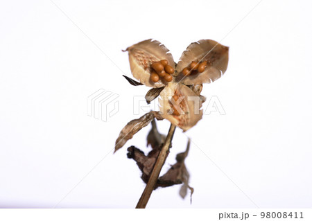 パンジー、ビオラの種12 98008411