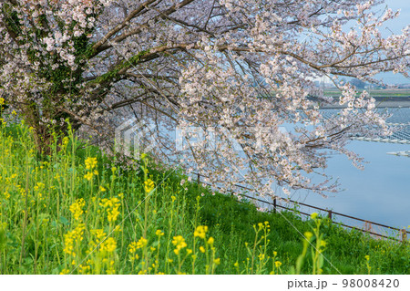 梅ノ木古凍貯水池周囲の桜　春の風景　川島町　　 98008420