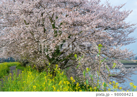 梅ノ木古凍貯水池周囲の桜　春の風景　川島町　　 98008421