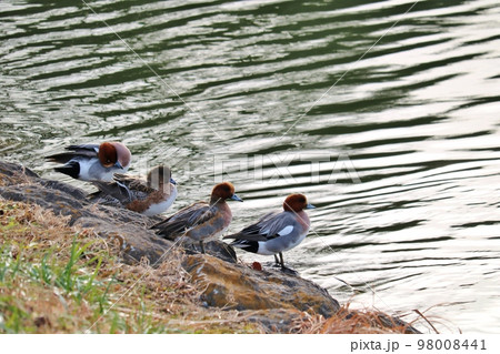 冬の水鳥（写真） 12月3日水曜日撮影。盛岡市高松の池。冬の水鳥、ミコアイサ(パンダ