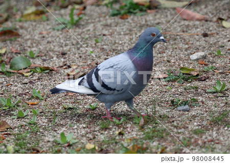 公園の鳩 98008445