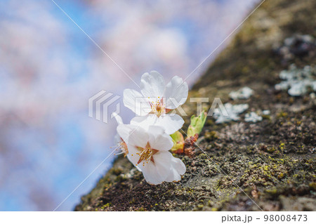 胴吹き桜 胴吹き桜 98008473