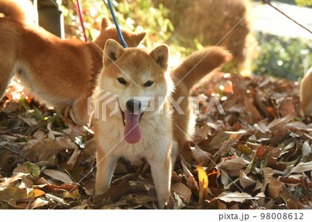 笑ってる柴犬 98008612