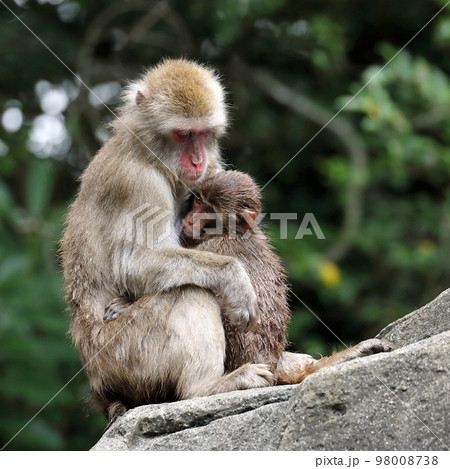 我が子を抱くニホンザルの母 我が子を抱くニホンザルの母 98008738