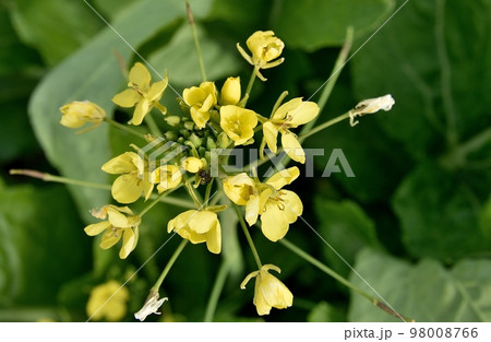 カブの花 カブの花 98008766