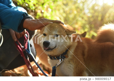 飼い主に撫でられて嬉しい笑顔の柴犬 飼い主に撫でられて嬉しい笑顔の柴犬 98009017