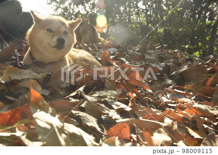 散歩中の柴犬　落ち葉に埋もれる 98009115