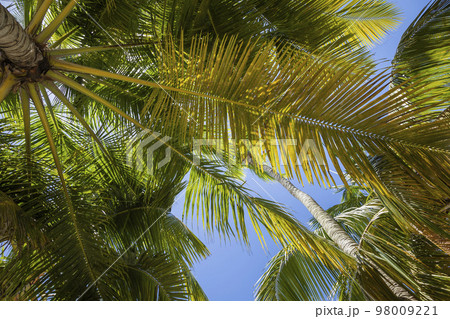 Tropical paradise, idyllic caribbean palm trees in Punta Cana, Dominican Republi 98009221