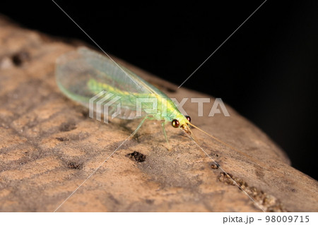 生き物　昆虫　カオマダラクサカゲロウ、目先の黒い斑紋が特徴。幼虫は農業害虫の天敵、つまり益虫です 98009715